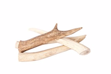 Picture of 7-9 IN. LARGE ELK ANTLER - HANGING RETAIL PACKAGE