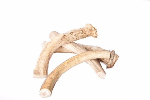 Picture of 7-9 IN. JUMBO ELK ANTLER - HANGING RETAIL PACKAGE