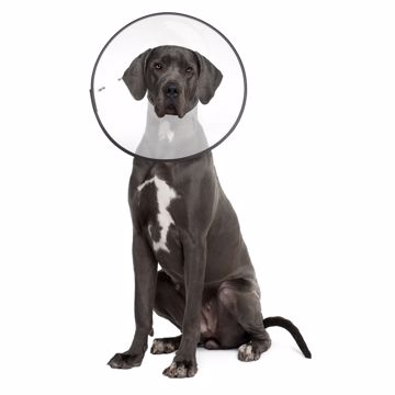 Picture of XXL. E-CLEAR PLASTIC RECOVERY COLLAR