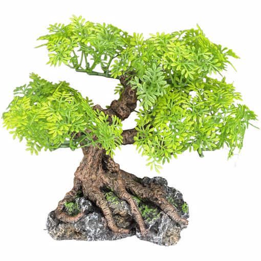 Picture of 17 IN. BONSAI