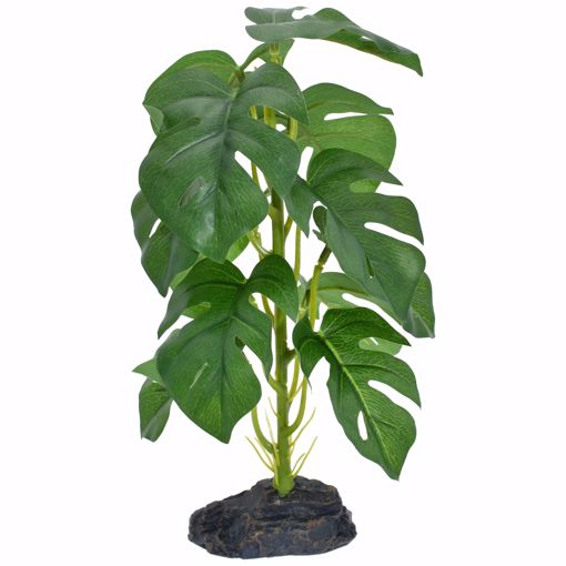 Picture of KOMODO STANDING MONSTERA PLANT