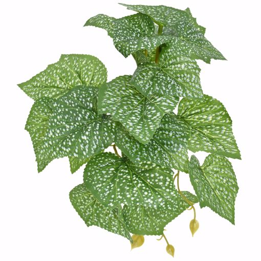 Picture of KOMODO STANDING SPOTTED POTHOS