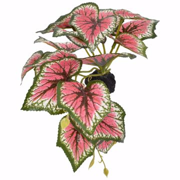 Picture of KOMODO STANDING CALADIUM PLANT